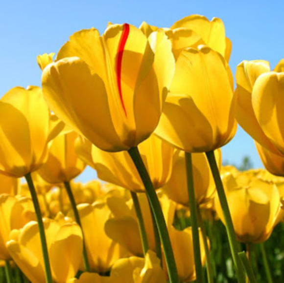 Meet your Posher, Tanny - Picture 1 of 1